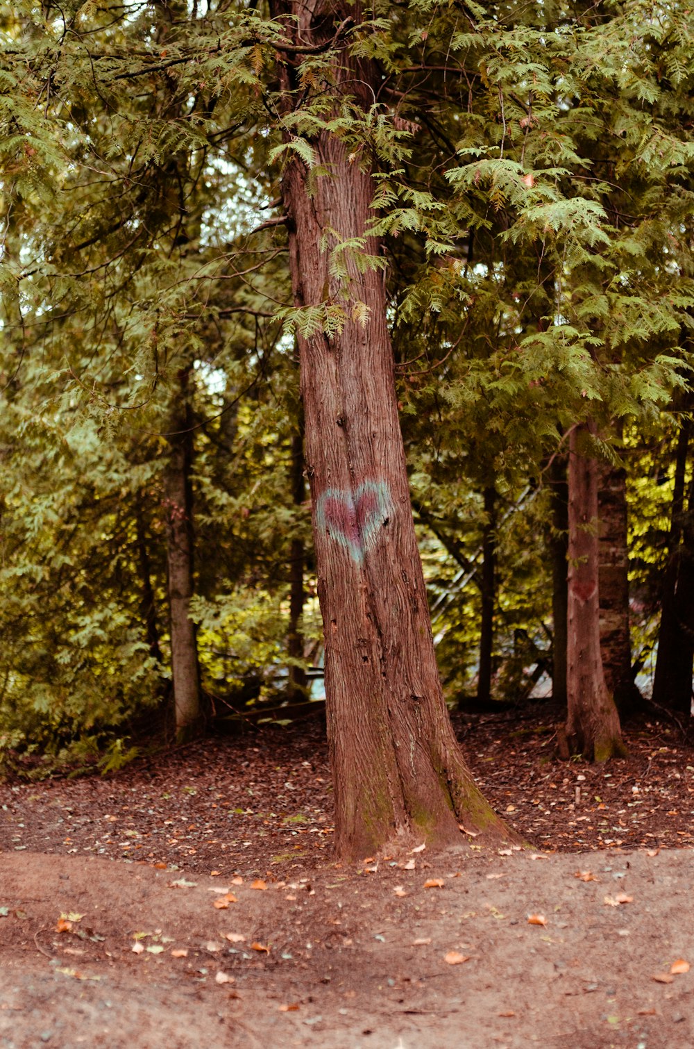 green and brown trees during daytime