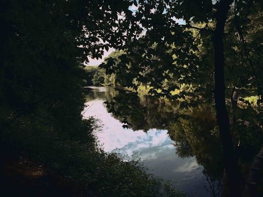 green trees beside river during daytime in Wellesley United States