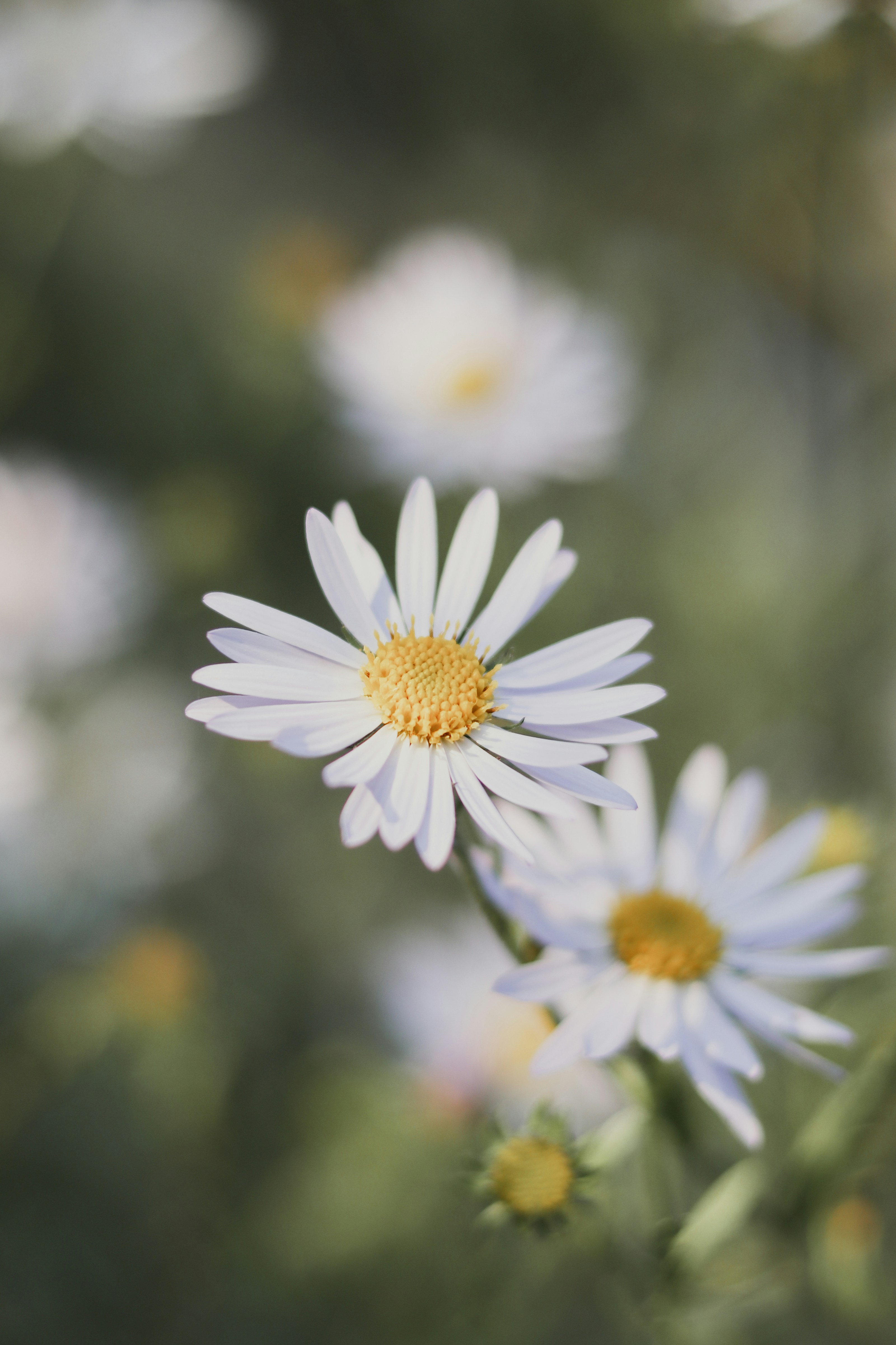 Photo by babybluecat