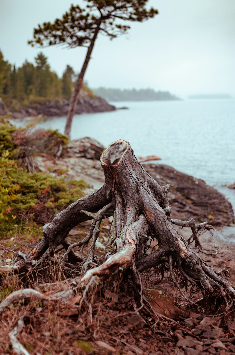 brown tree trunk near body of water during daytime