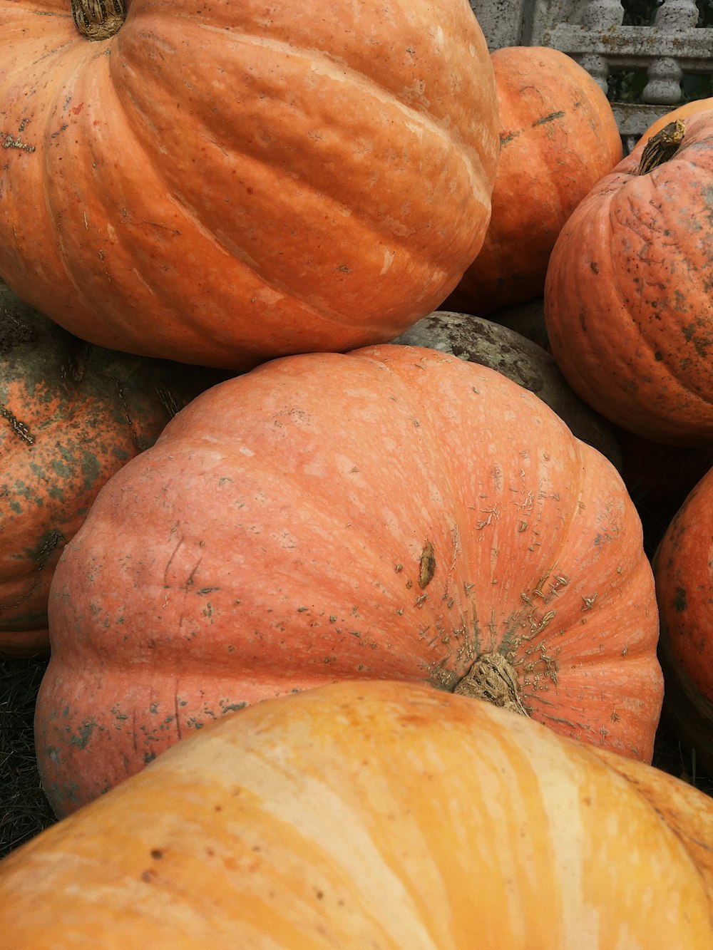 orange pumpkin on brown soil