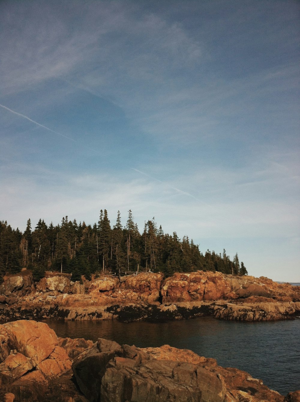 green trees beside body of water during daytime