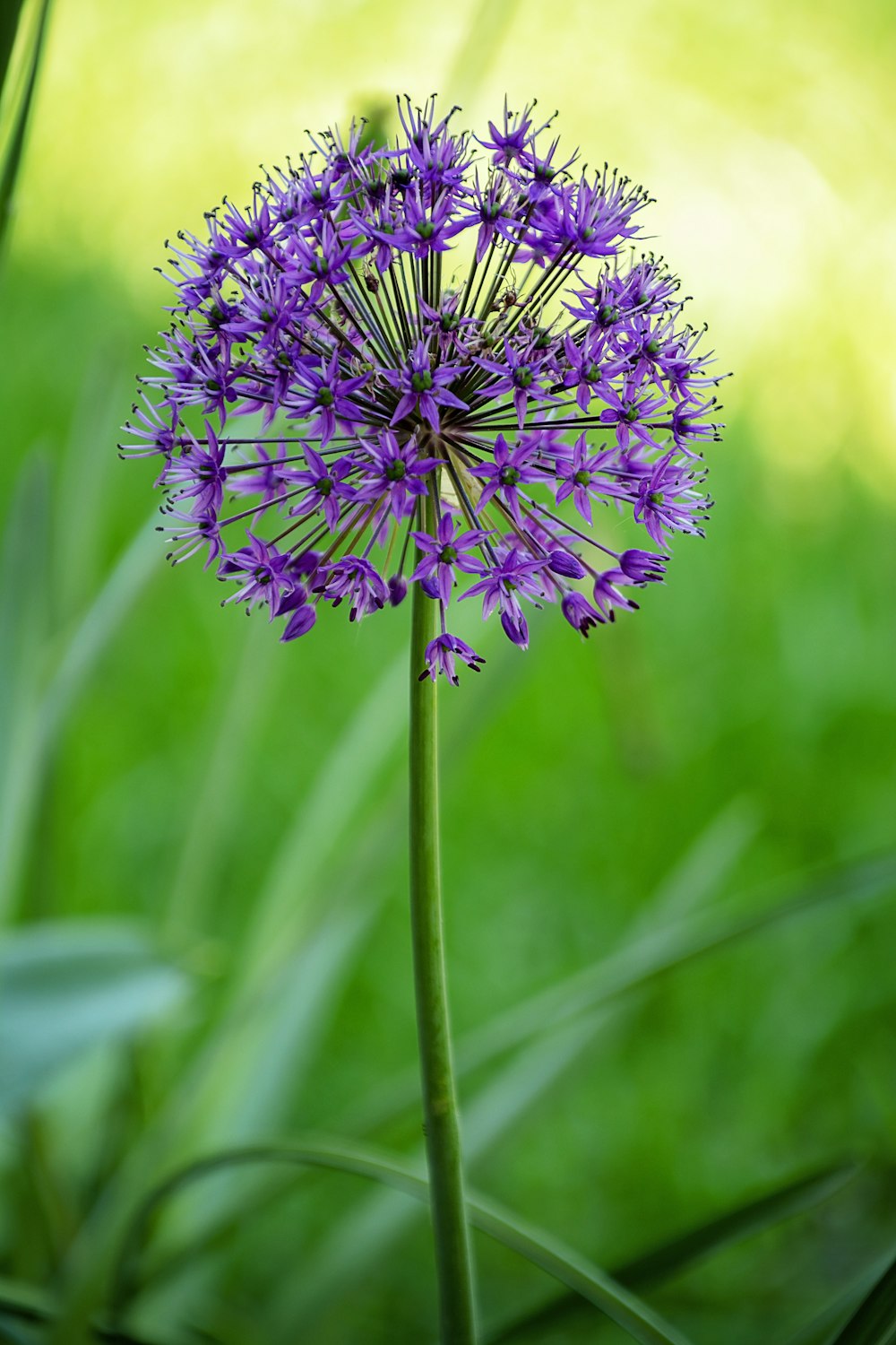 fiore viola con lente tilt shift