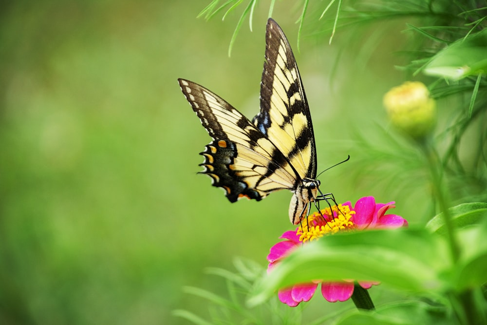 tiger swallowtail butterfly perched on pink flower in close up photography during daytime