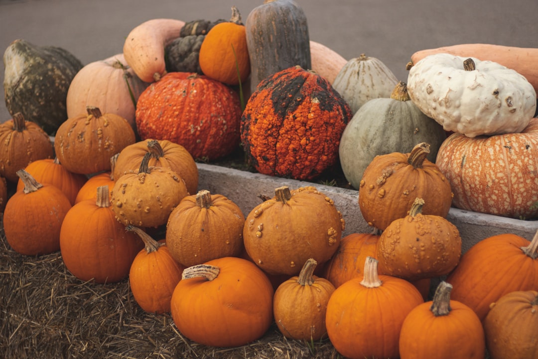 orange pumpkins on gray grass during daytime