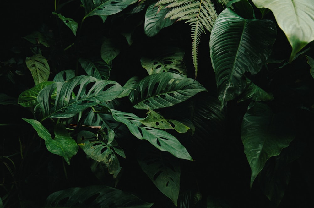 green leaves in close up photography