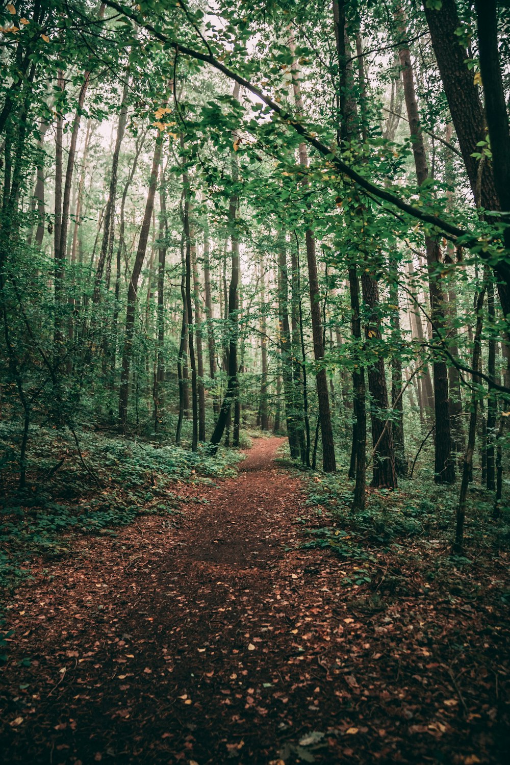 brown dried leaves on ground surrounded by trees