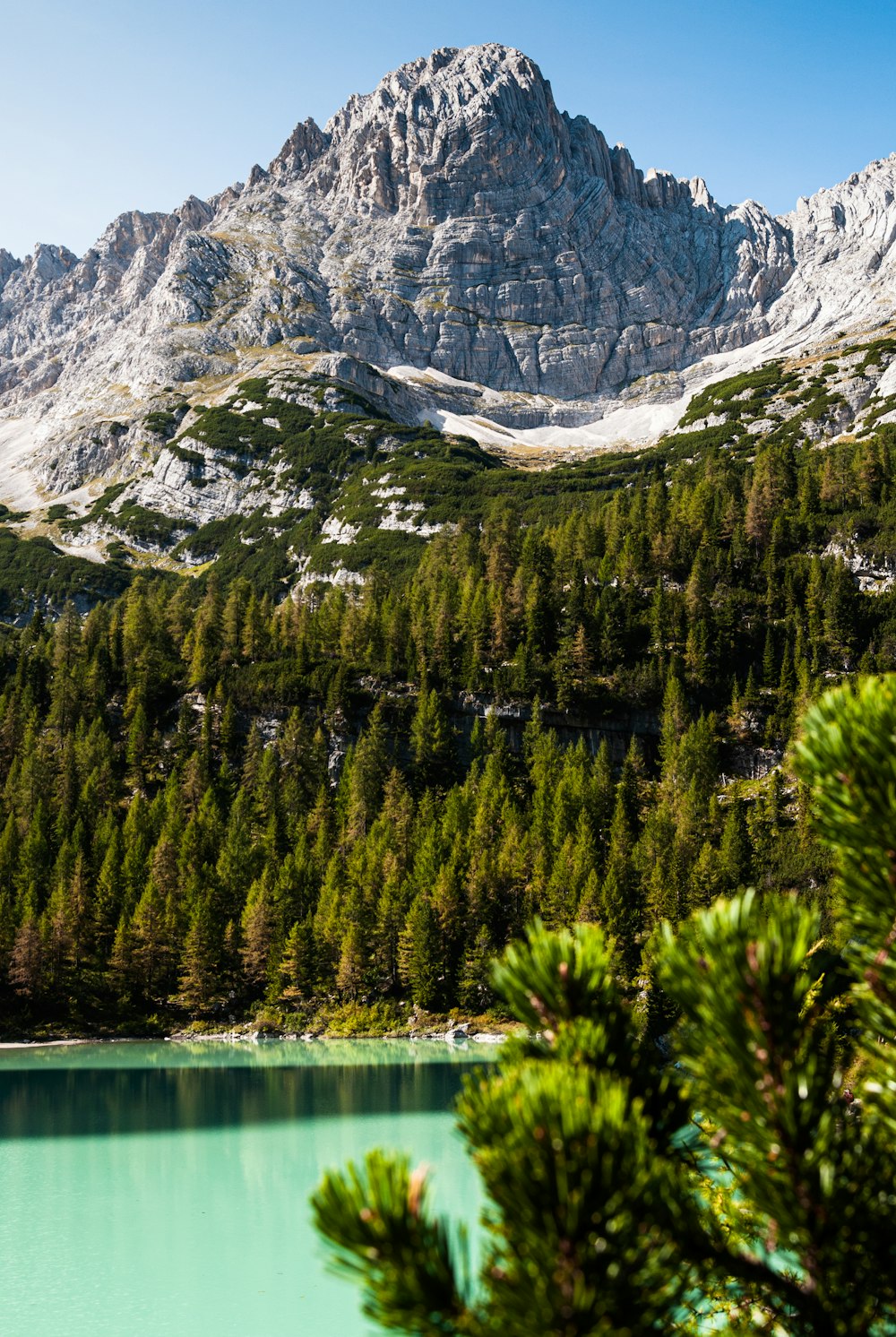 green pine trees near snow covered mountain during daytime