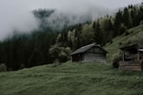 Exterior view of a rustic wooden forest cottage surrounded by dense greenery and mist.