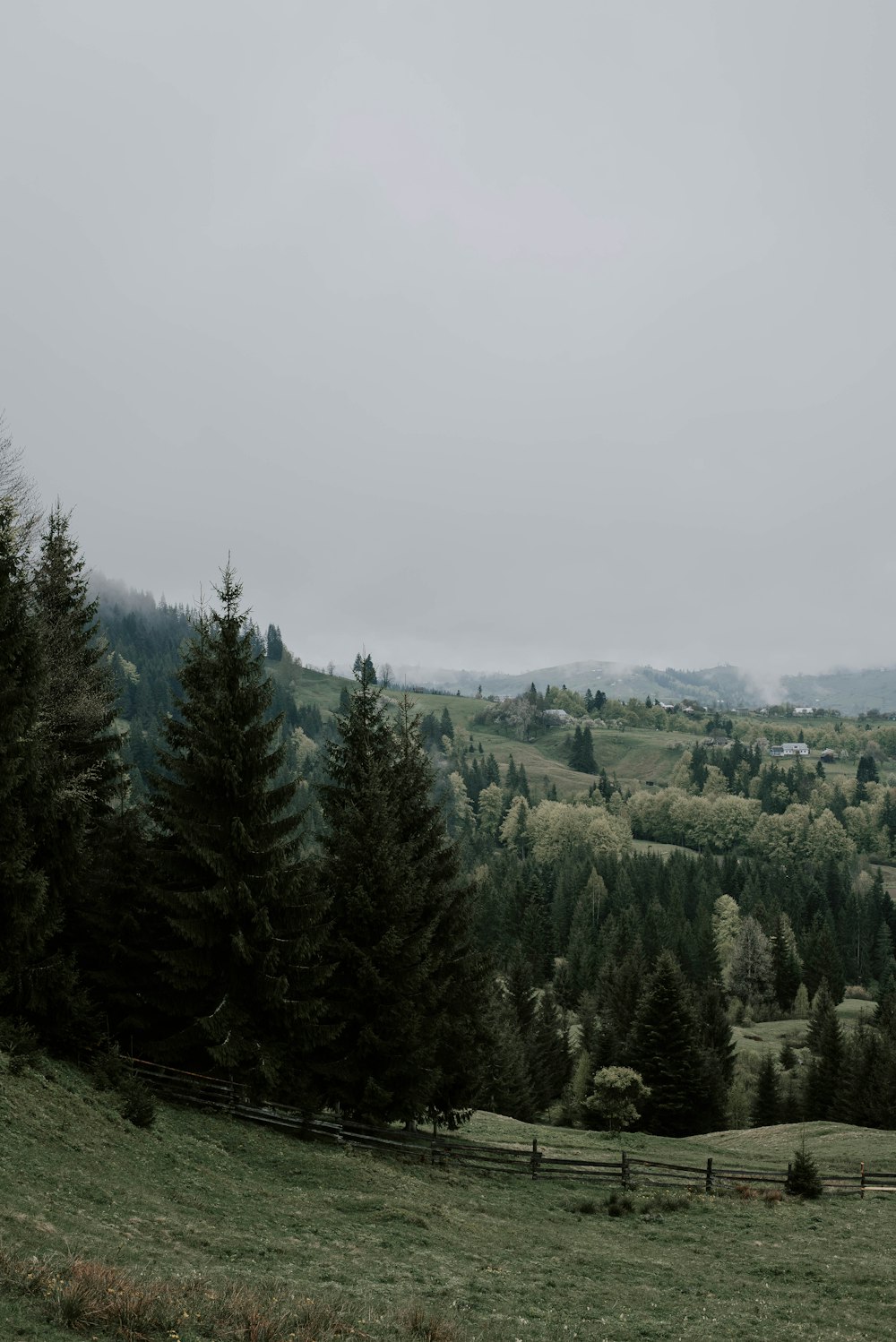 green pine trees on green grass field during daytime