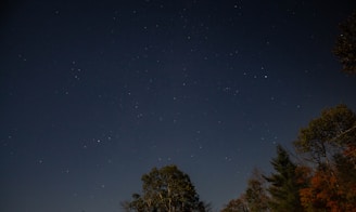 A clear night sky filled with stars above a quiet forest clearing.