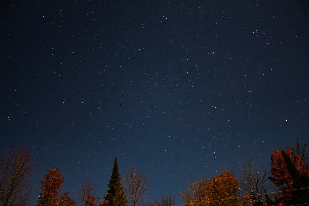 green trees under blue sky during night time