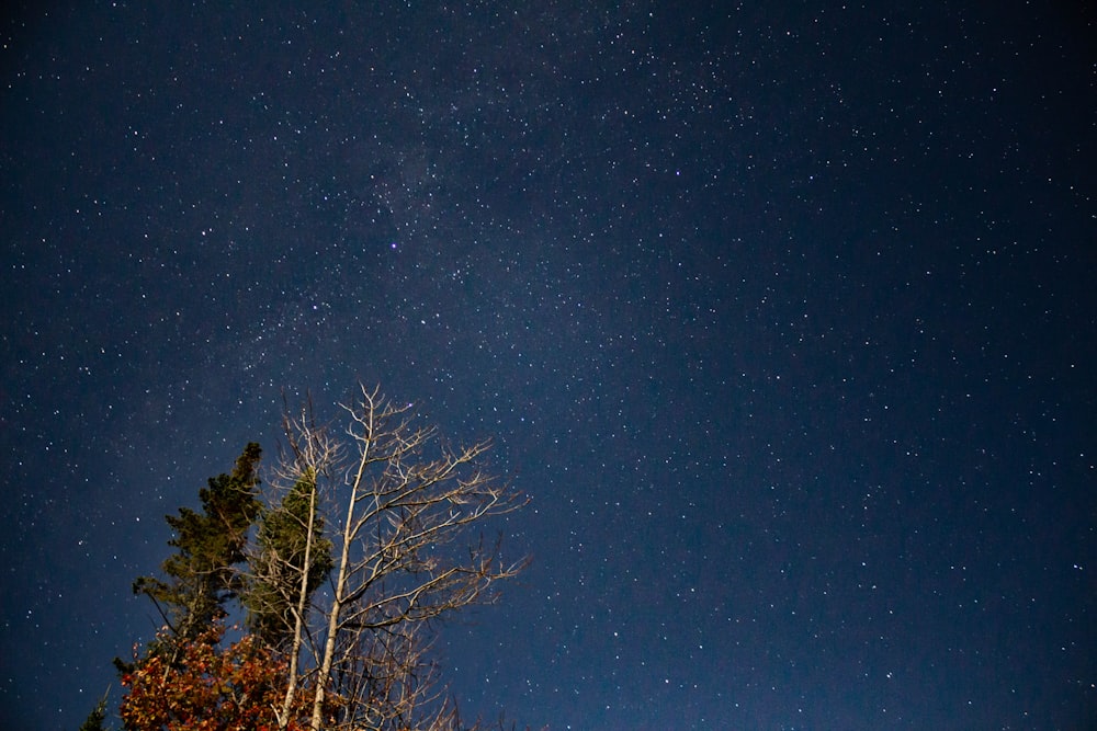 bare tree under blue sky during night time