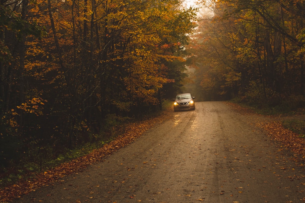 white car on road between trees during daytime