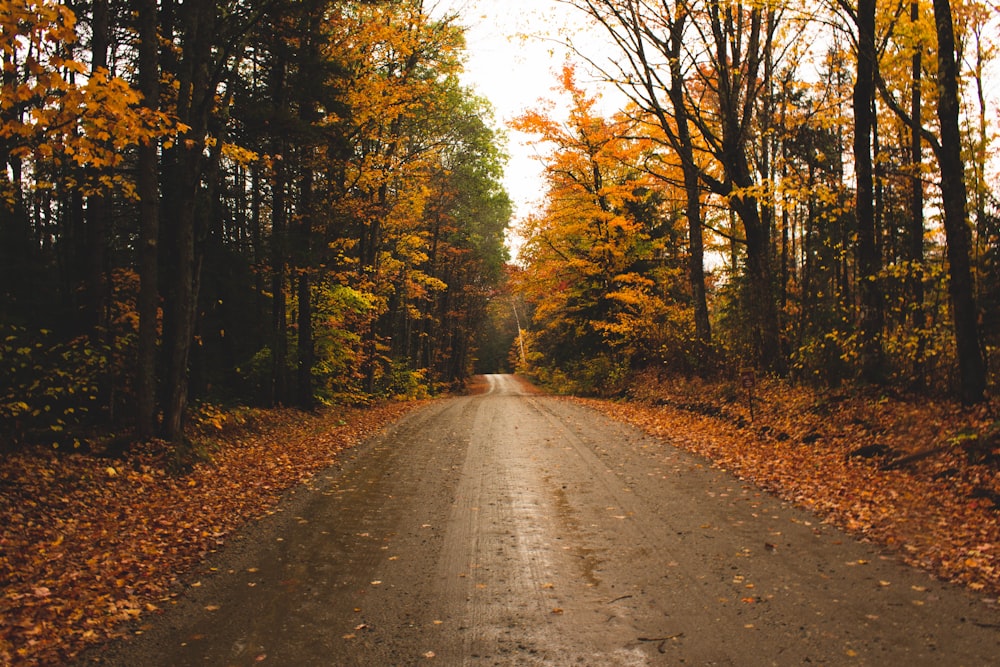 gray road between green trees during daytime