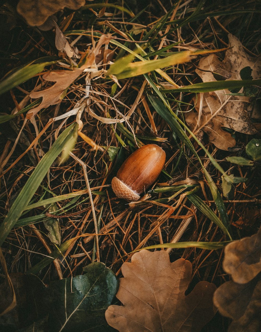 brown nut on brown dried leaves