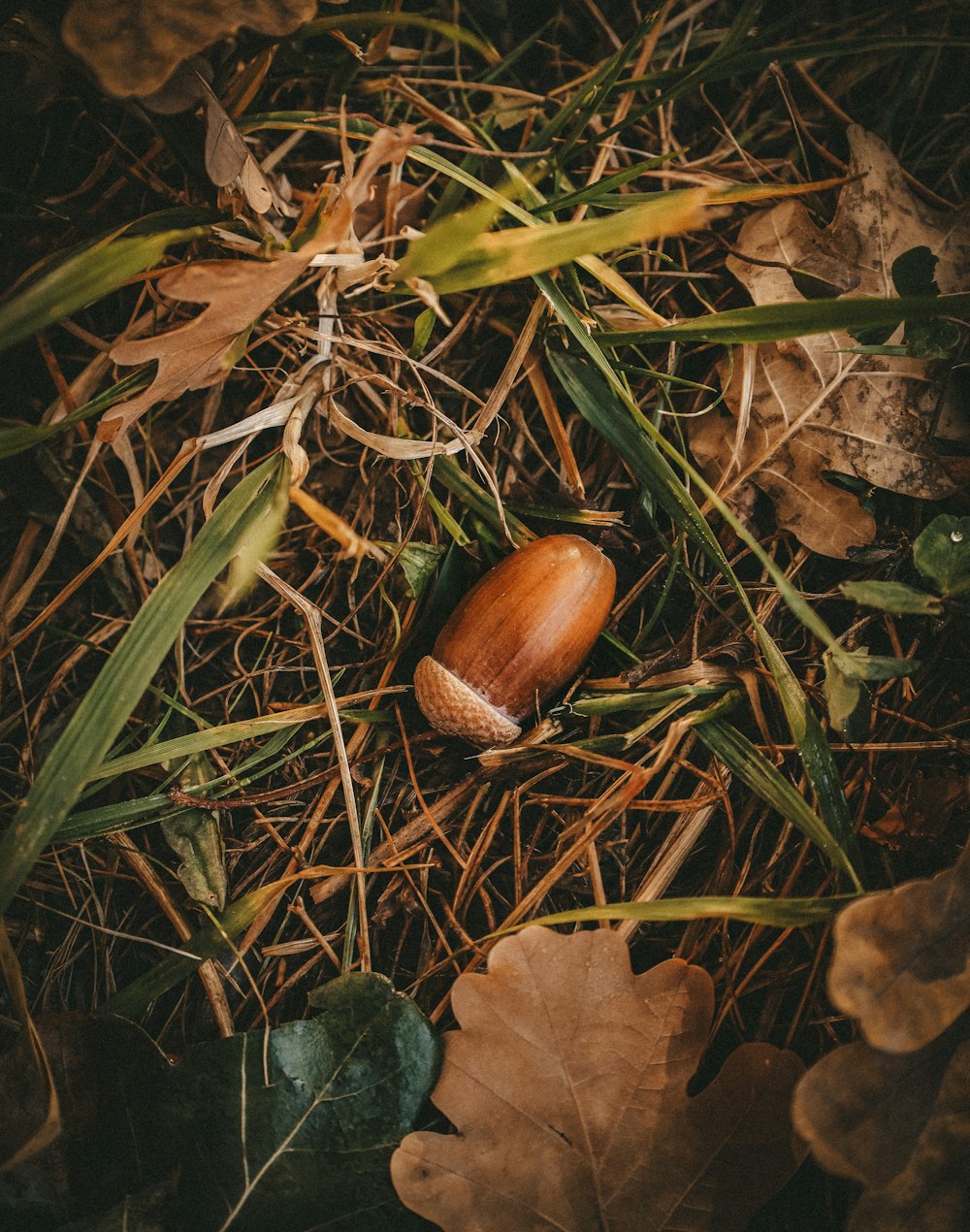 茶色の乾燥した葉の上の茶色のナッツ