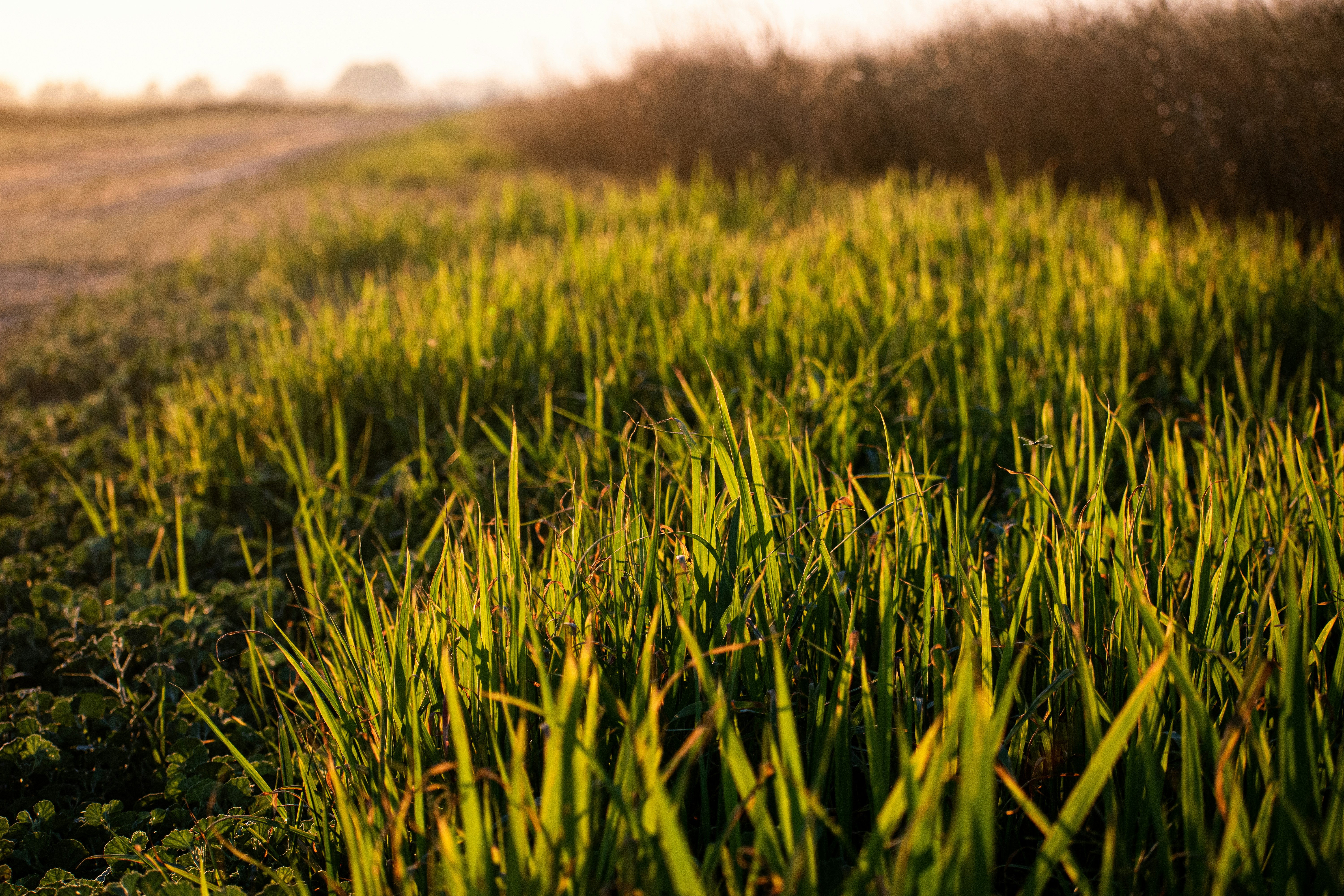 A close up of a grass growing on the side of a road photo – Free