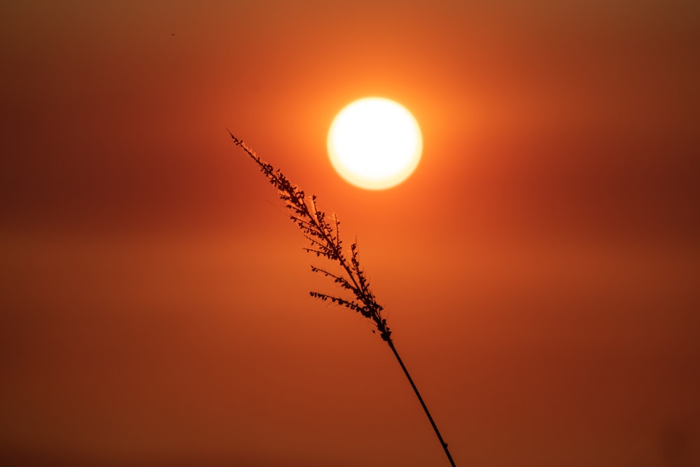 silhouette of plant during sunset