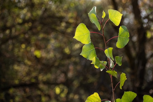 Close-up of Terminalia arjuna tree bark with heart-shaped leaves in soft natural light.