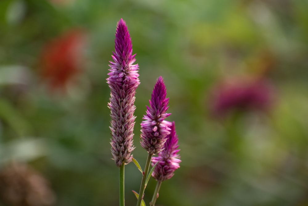 purple flower in tilt shift lens