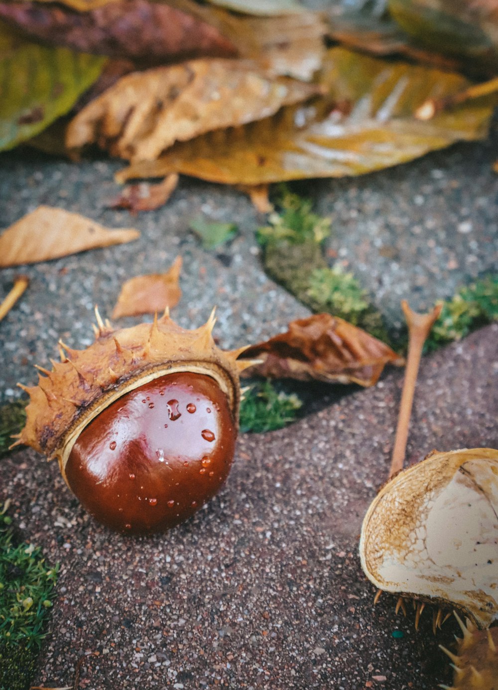 灰色のコンクリートの床に茶色の果物