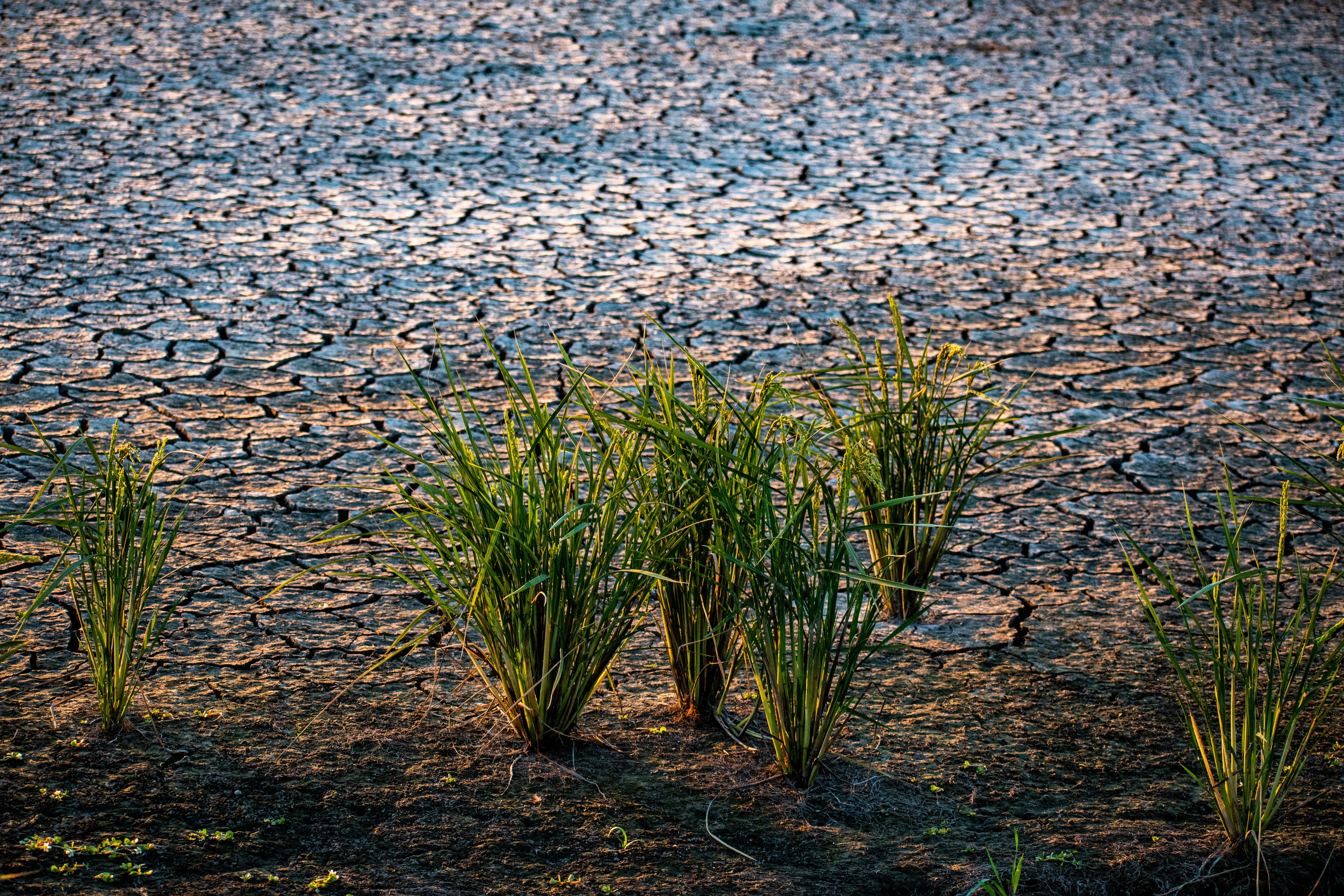 The Water-Saving Superpowers You Never Knew Plants Had (image credits: unsplash)
