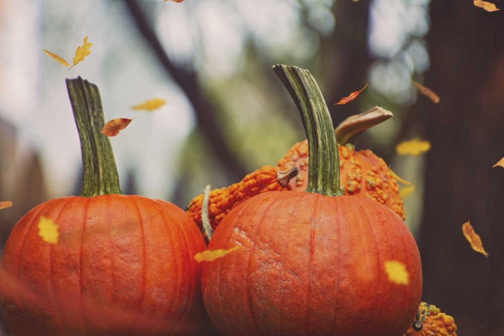 orange pumpkin in close up photography