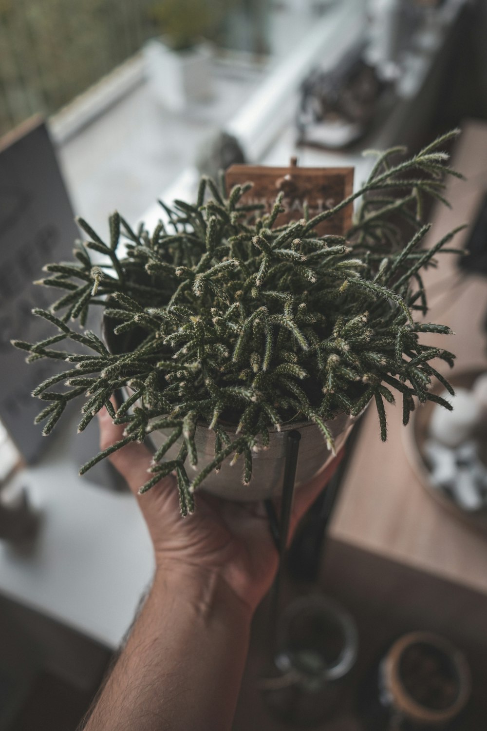 green plant on brown wooden table