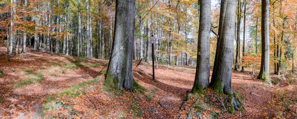 brown trees on brown leaves