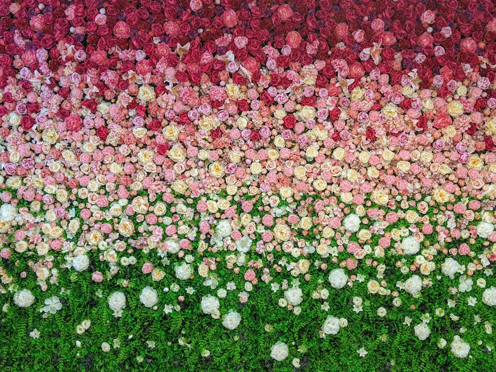 white and pink flower petals on green grass field