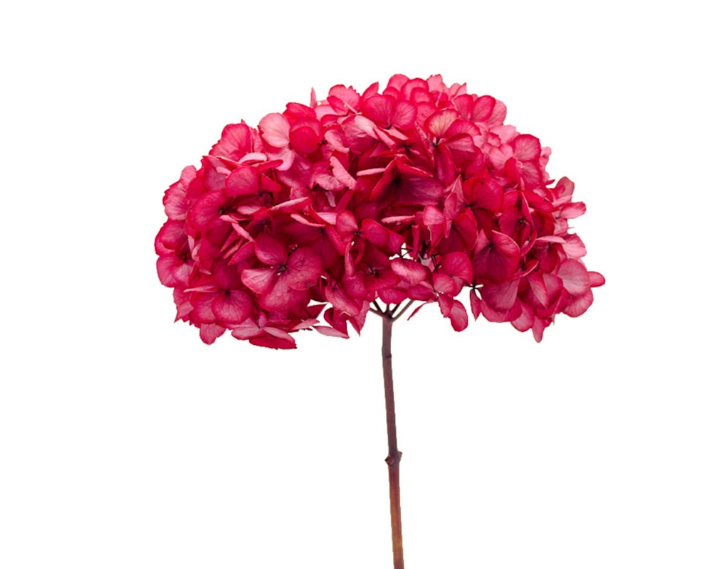 pink flower on white background