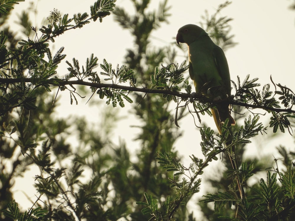 green bird on tree branch during daytime