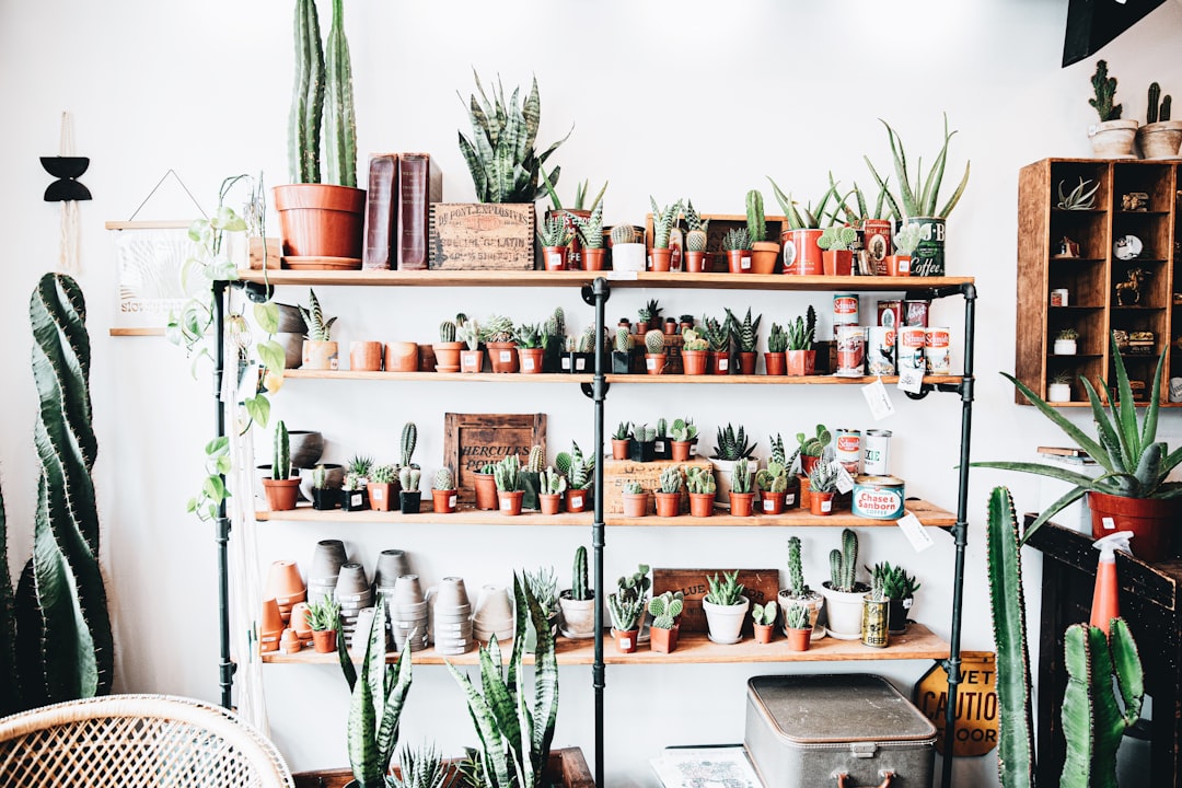green cactus plants on white wooden shelf,