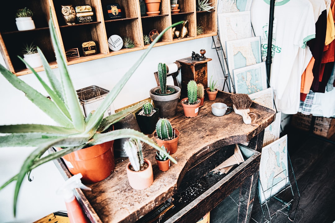 green cactus plant on brown wooden table