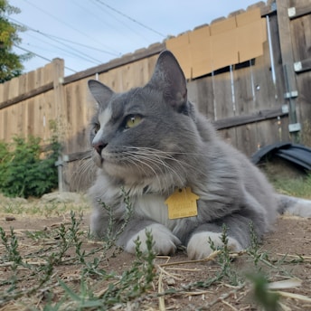A grey and white cat with a yellow tag around its neck rests on the ground in a yard. The background features a wooden fence and some greenery. The cat appears calm and observant, gazing into the distance.