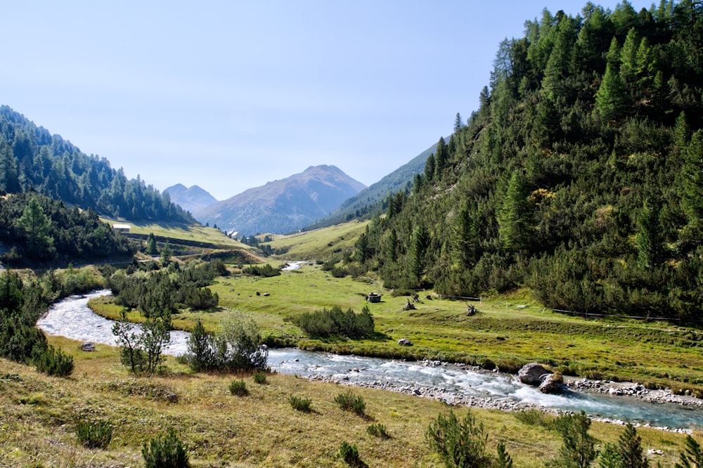 green trees near river during daytime