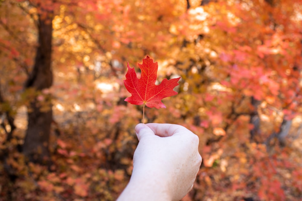 person holding red maple leaf