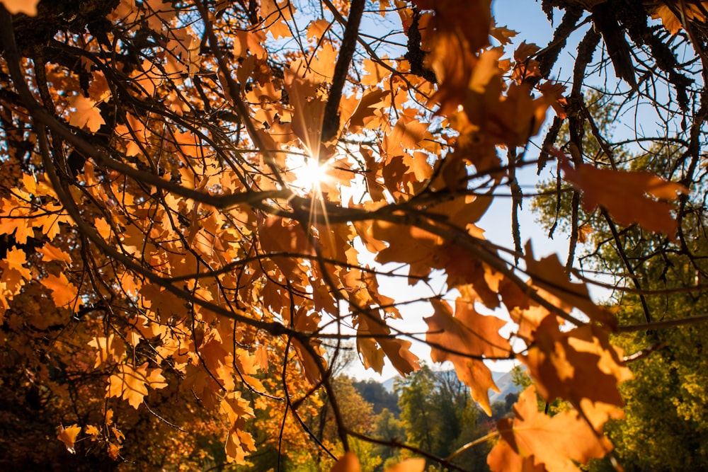 brown leaves on tree during daytime