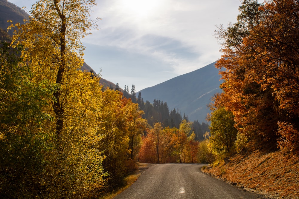 gray asphalt road between green and yellow trees under white cloudy sky during daytime