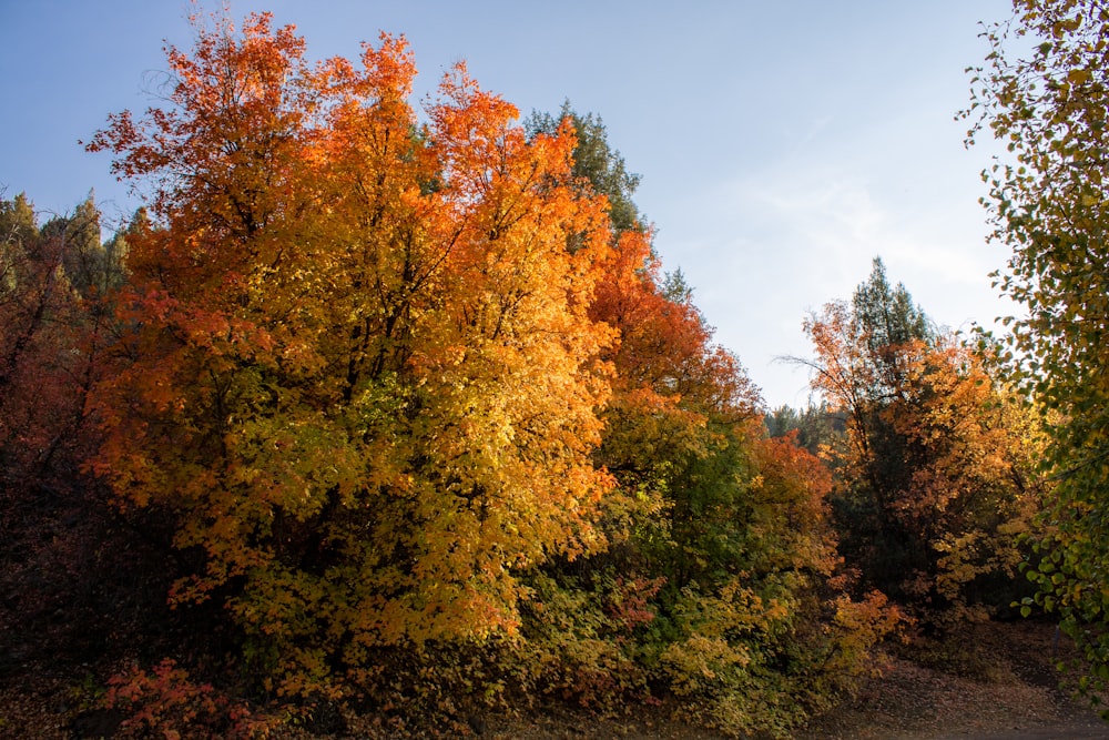 green and brown trees under blue sky during daytime