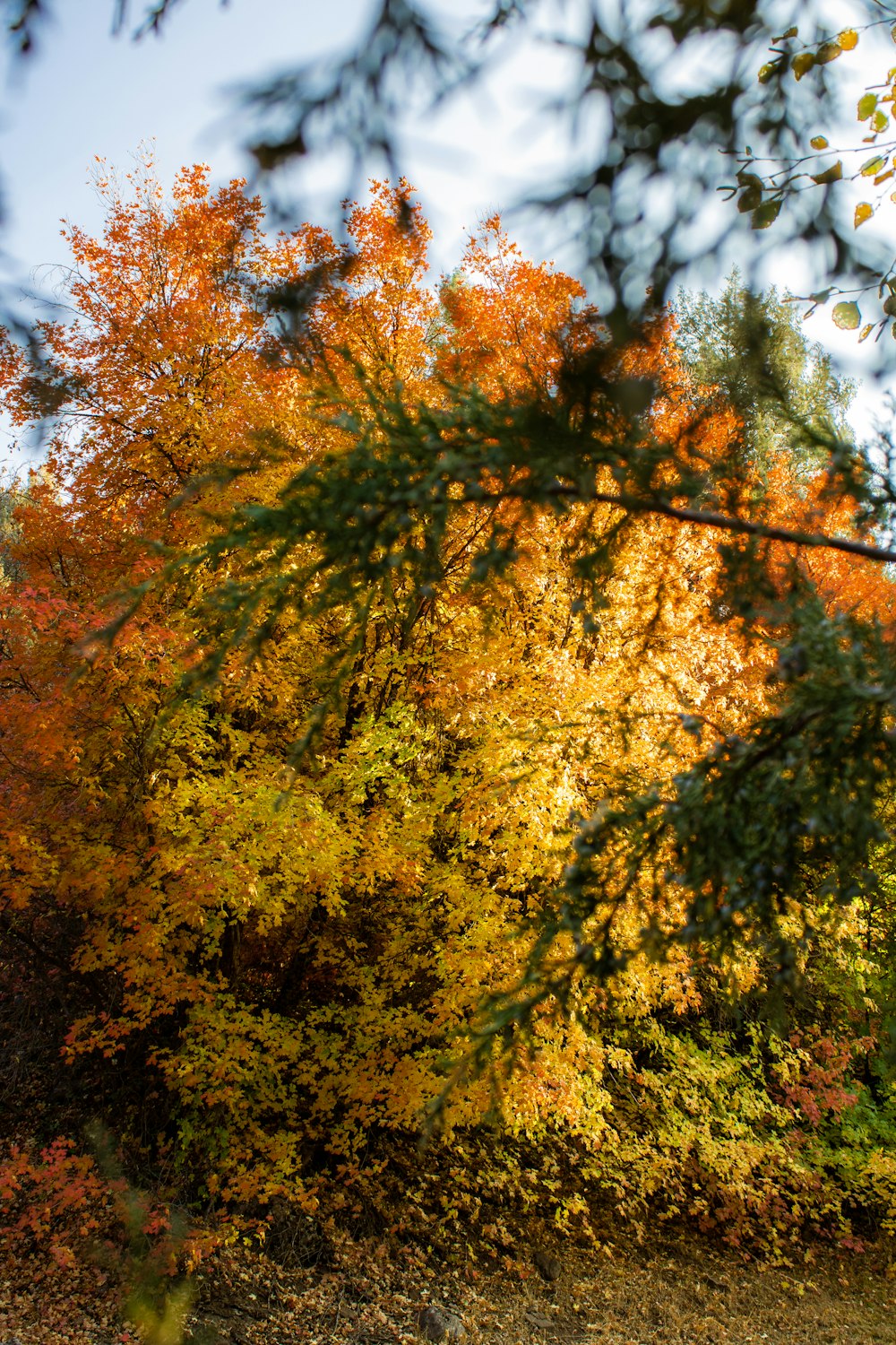 yellow and green leaf trees