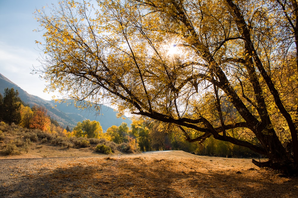 Árbol marrón en campo marrón durante el día