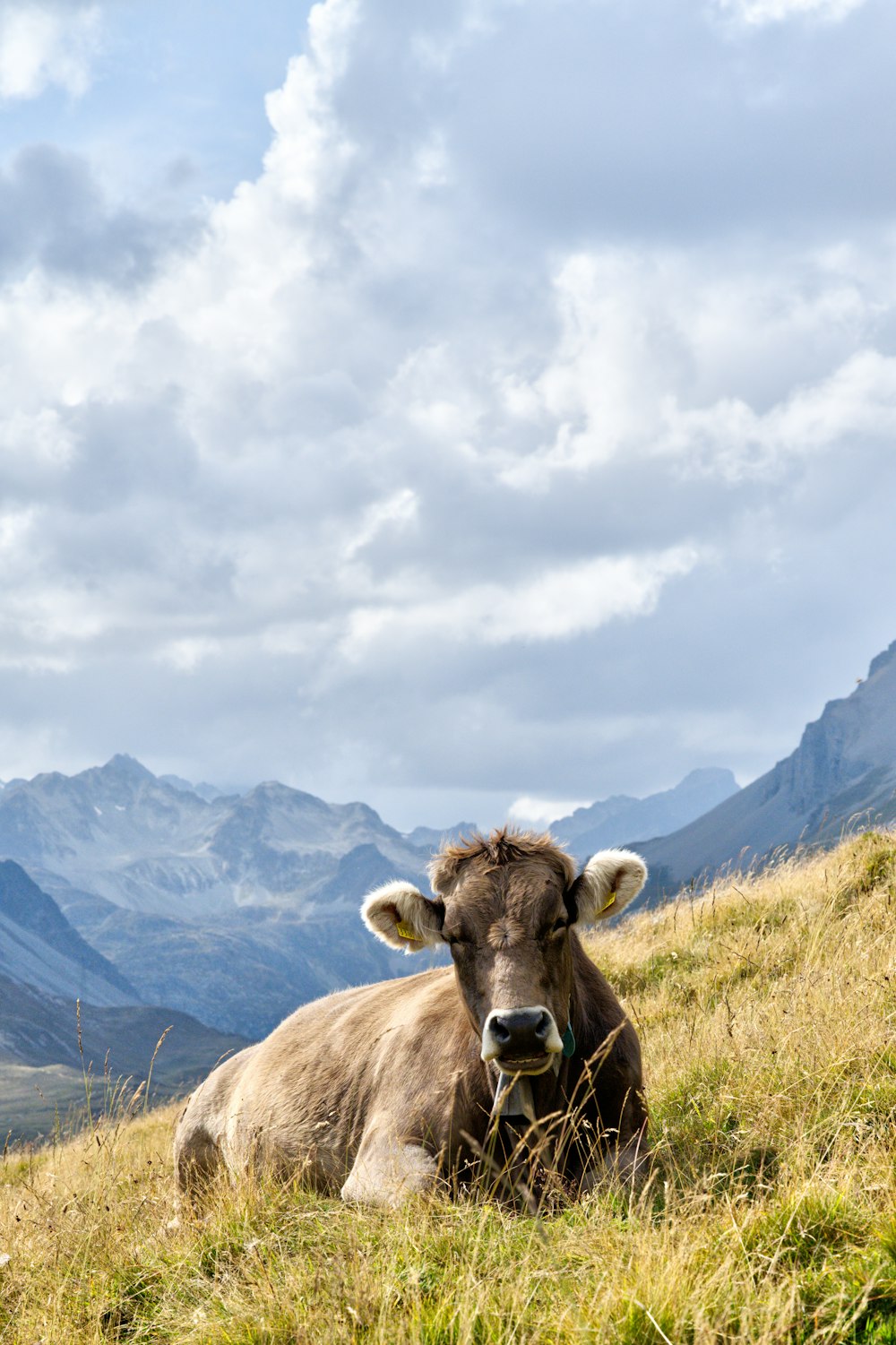 brown cow on green grass field during daytime