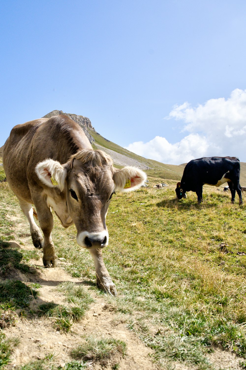 black and white cow on green grass field under blue sky during daytime