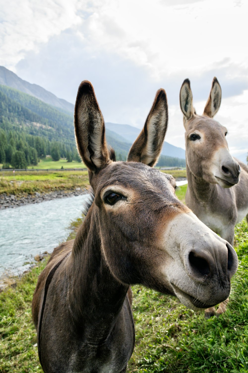 cheval brun sur un champ d’herbe verte pendant la journée