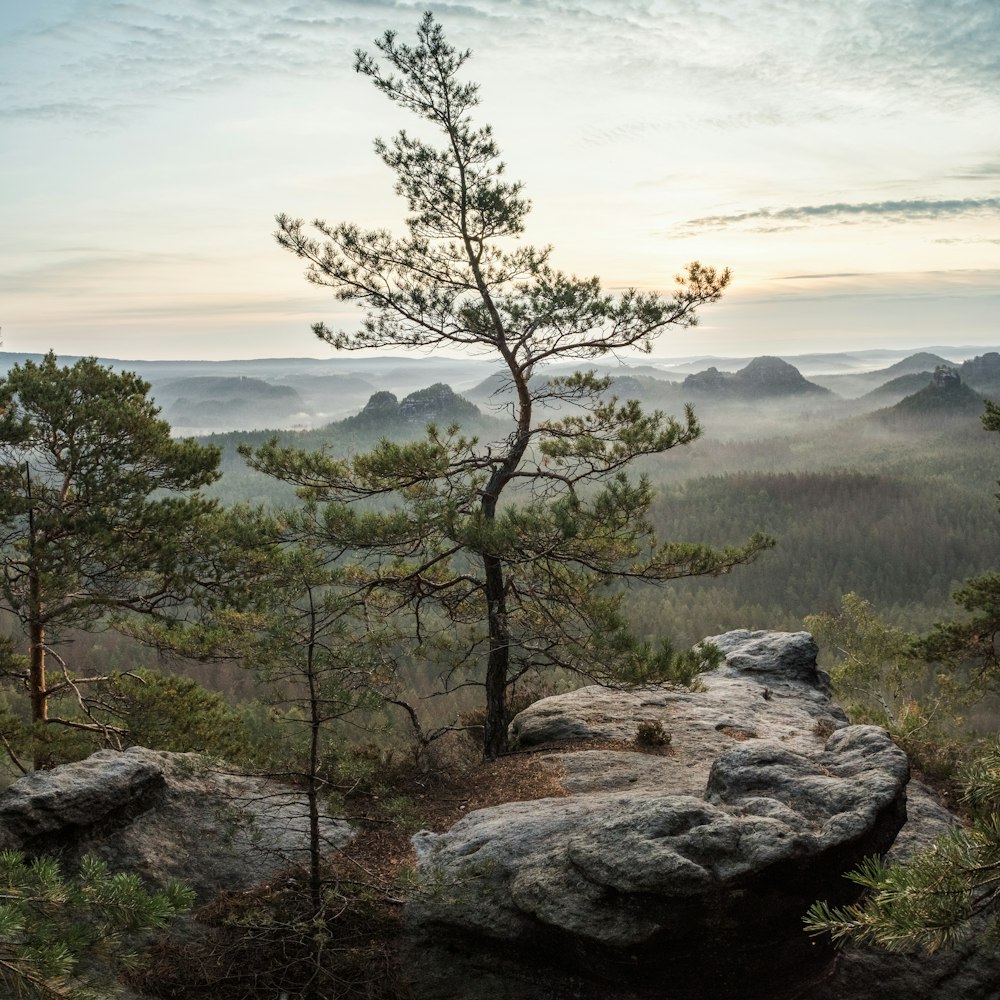 green trees on mountain during daytime