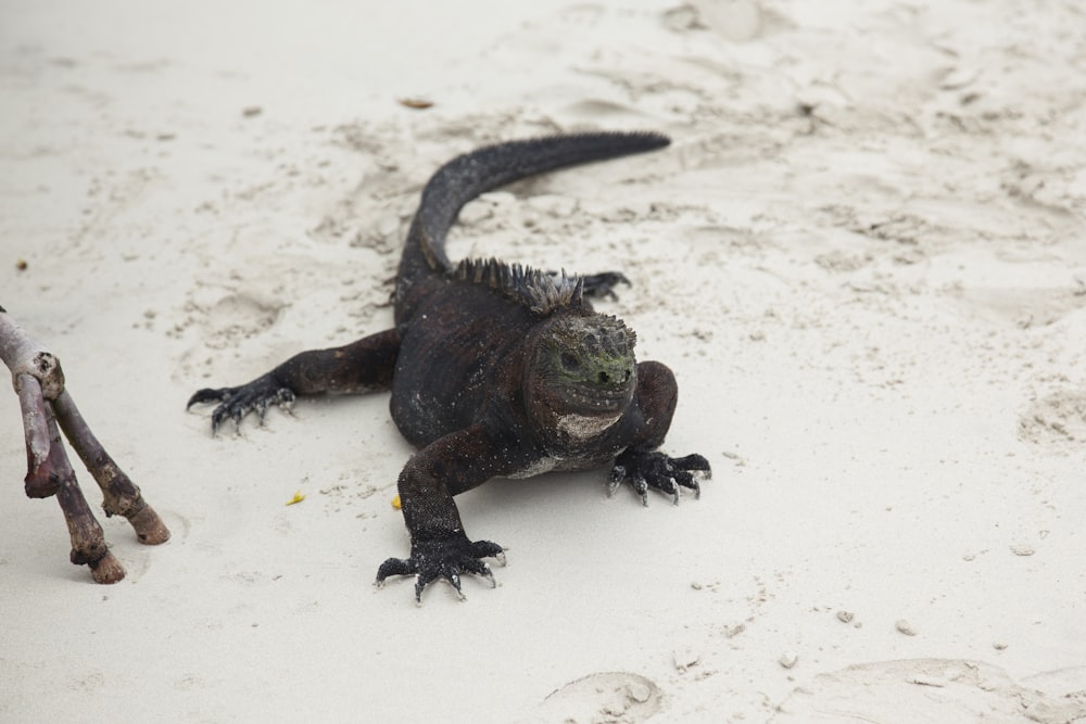 green and brown bearded dragon on white sand during daytime