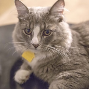 A close-up of a fluffy gray and white cat with long whiskers and a yellow tag. The cat's expressive eyes are looking directly forward, and its fur appears soft and well-groomed.