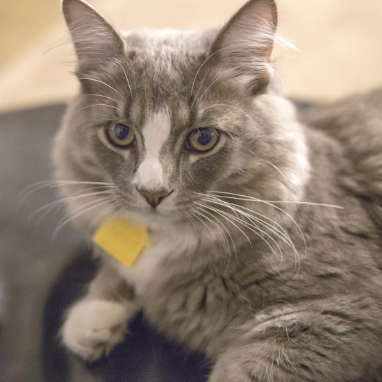 A close-up of a fluffy gray and white cat with long whiskers and a yellow tag. The cat's expressive eyes are looking directly forward, and its fur appears soft and well-groomed.